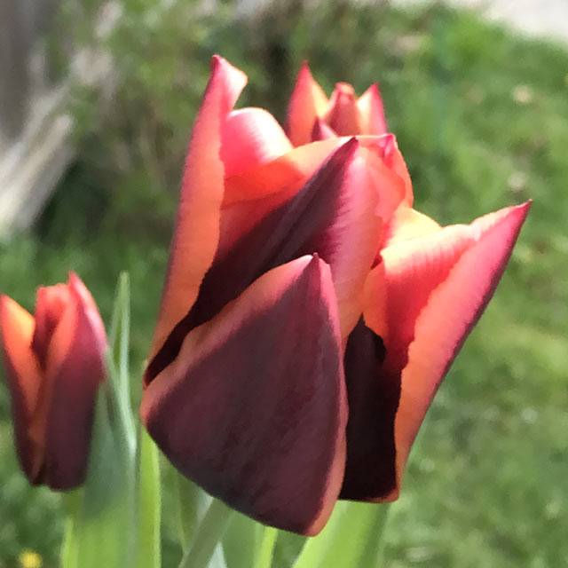 Tulip Savannah