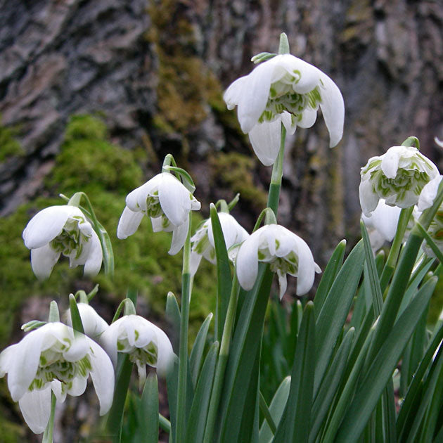 Snowdrops Double (flore pleno)