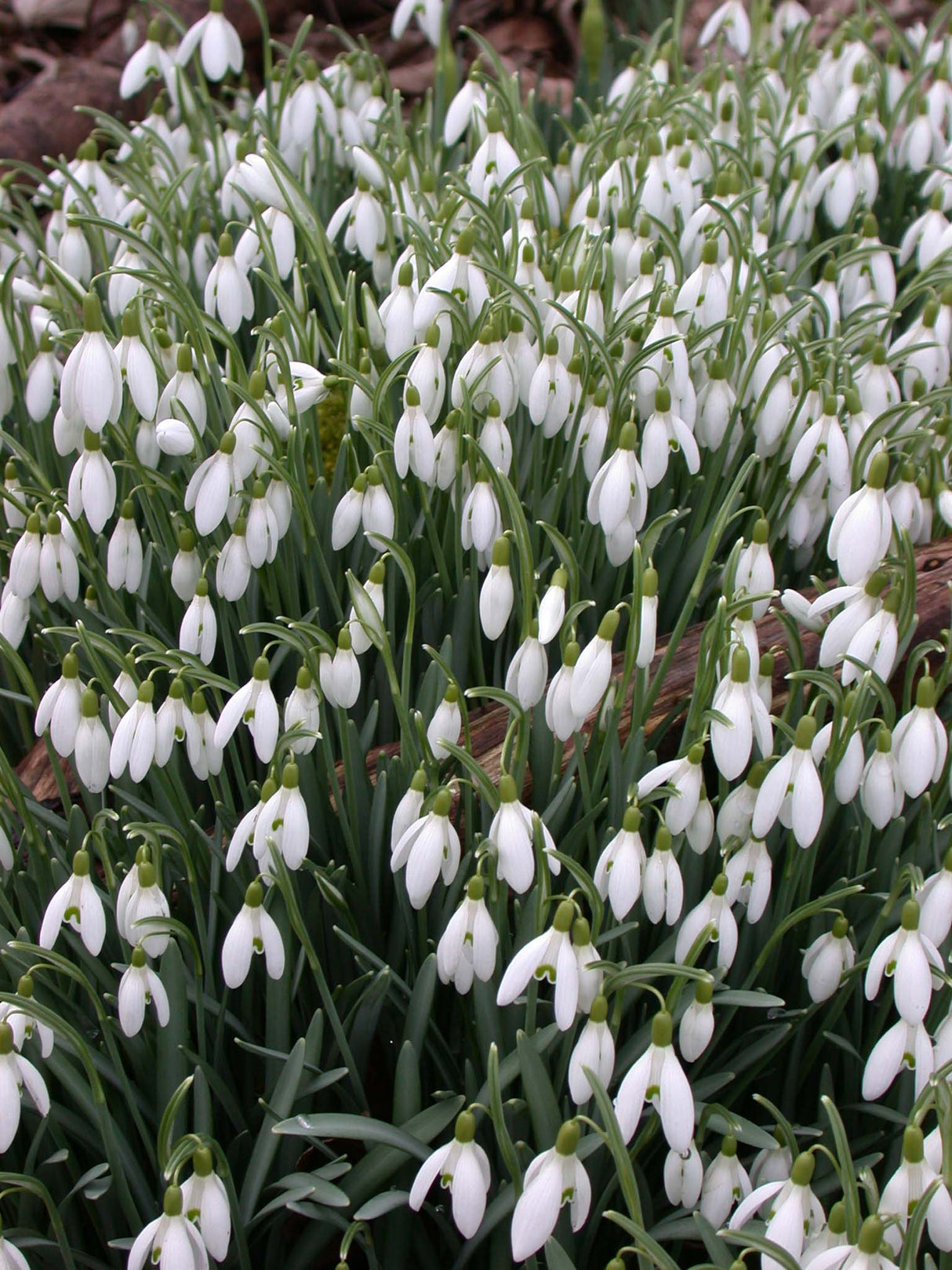 Snowdrops Single (elwesii)