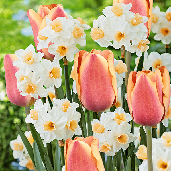 Mixed Narcissus Tulip - Pretty in Peach