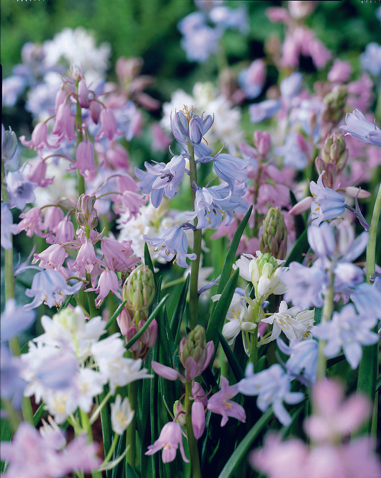 Scilla campanulata Mix