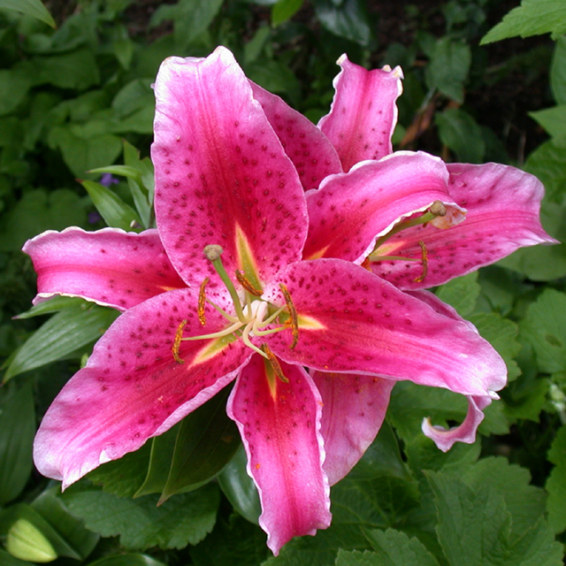 Lily Stargazer