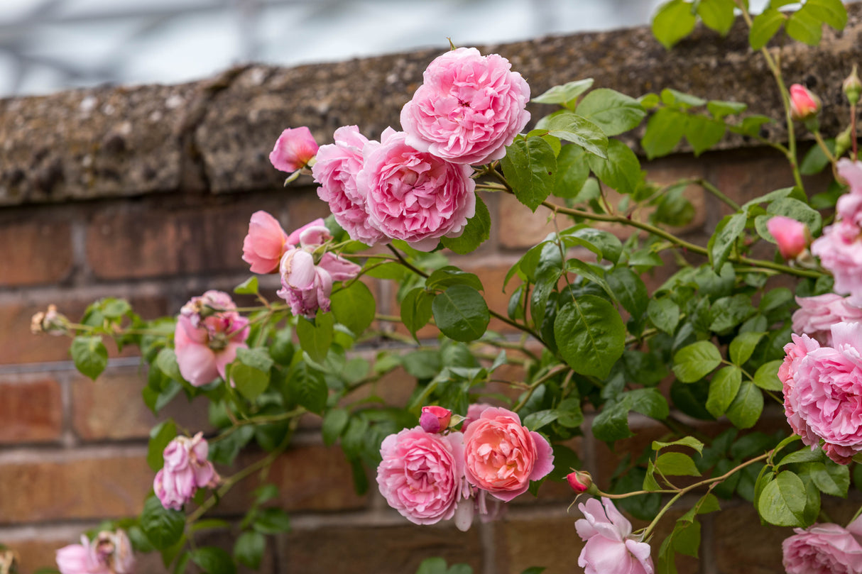 David Austin Rose - Strawberry Hill