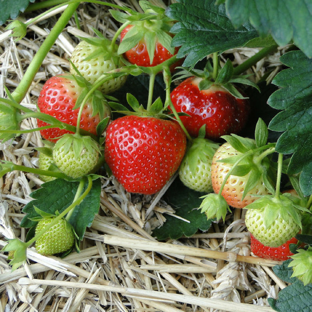 Strawberry All Star