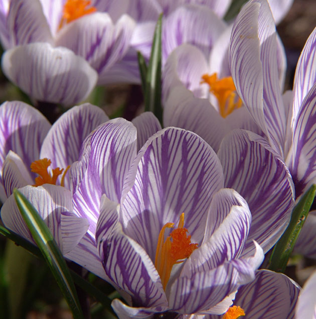 Crocus Striped Beauty