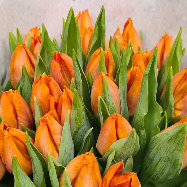 Tulip Sunrise Prince