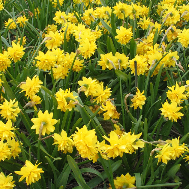 Narcissus Tete Boucle