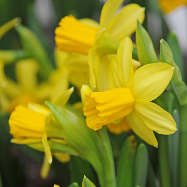 Narcissus Tete a Tete