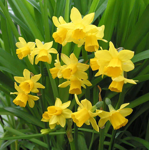 Narcissus Tete a Tete