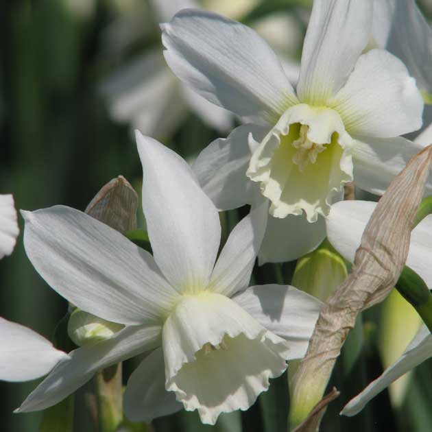 Narcissus Thalia