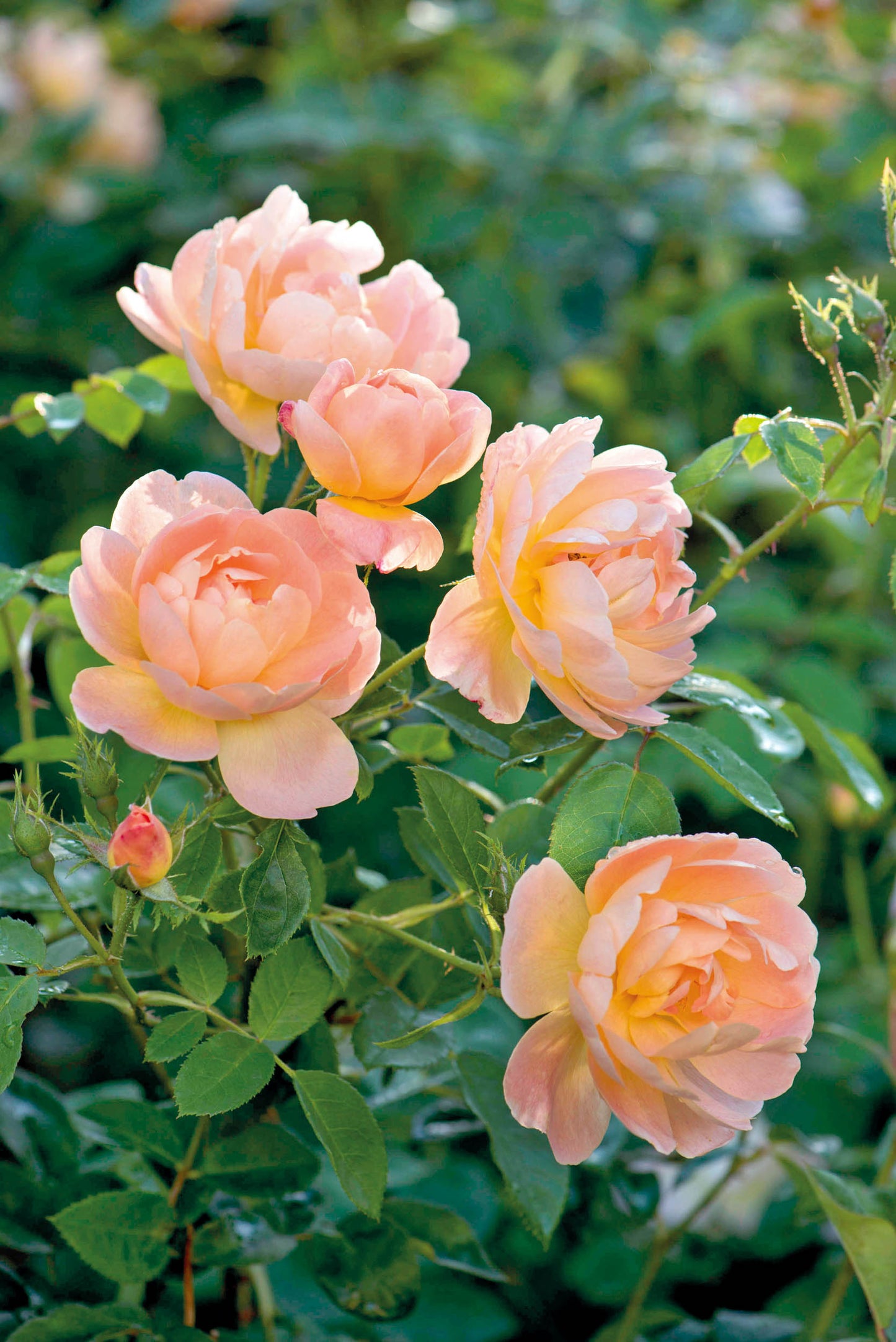 David Austin Rose - The Lark Ascending