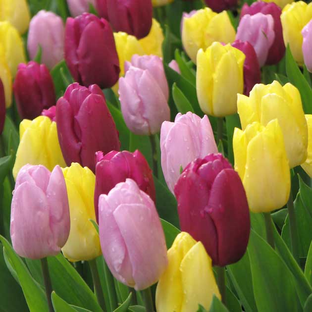 Mixed Tulip - Cottage Country