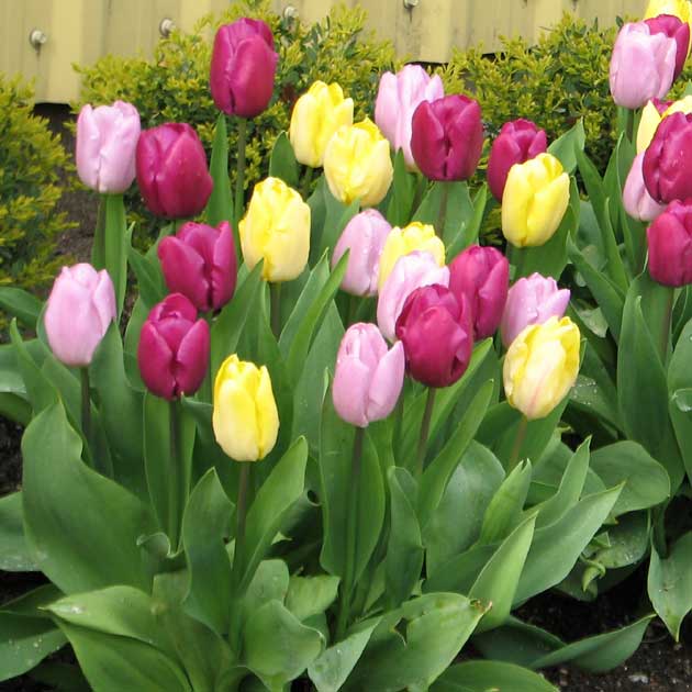 Mixed Tulip - Cottage Country