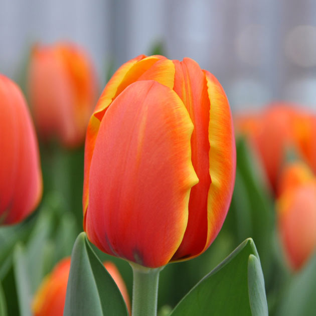 Tulip Triple A