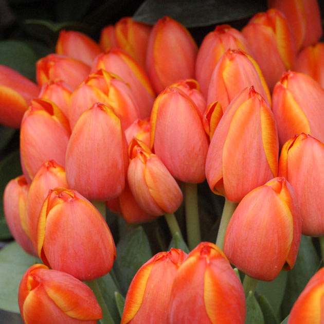 Tulip Triple A