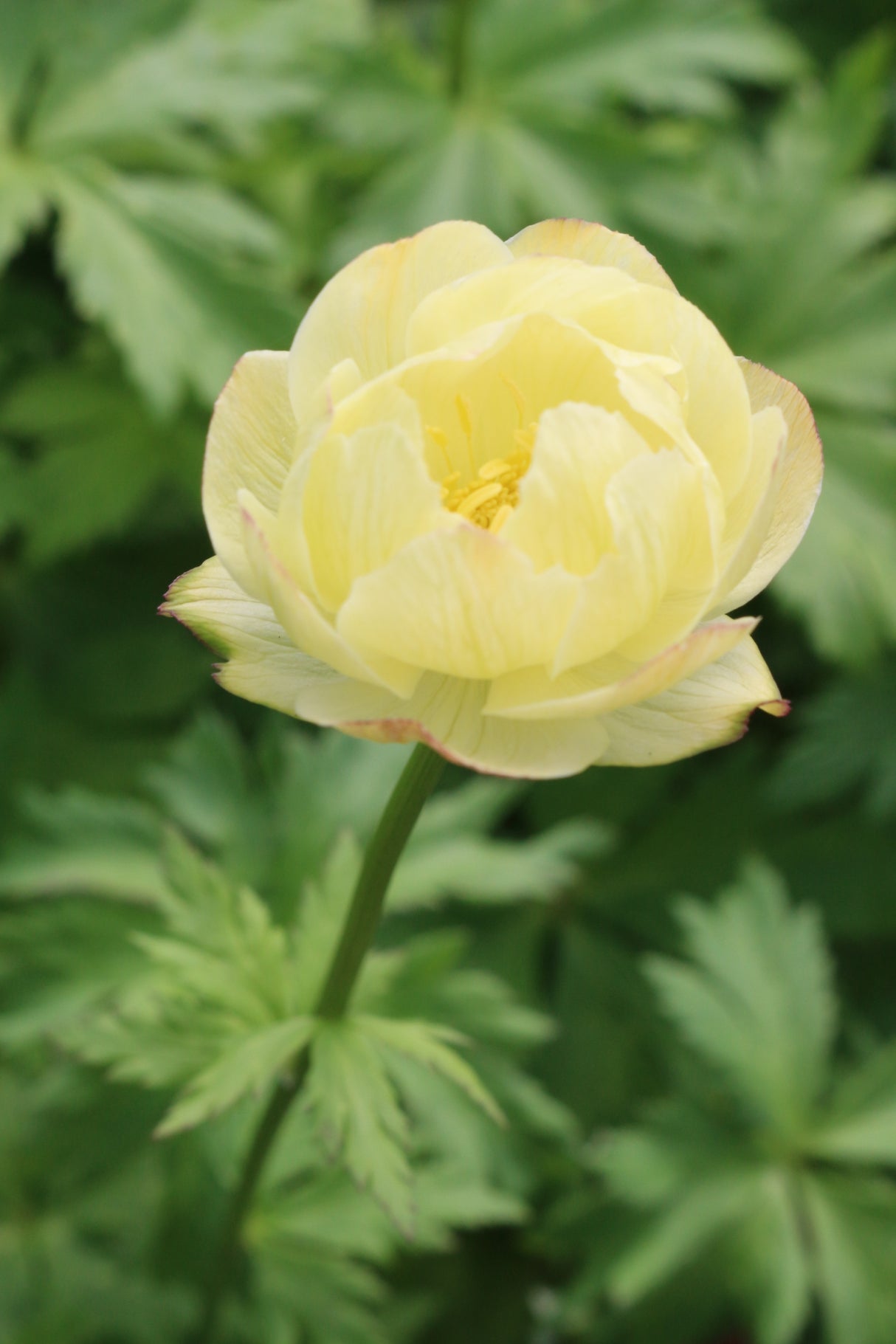 Trollius New Moon