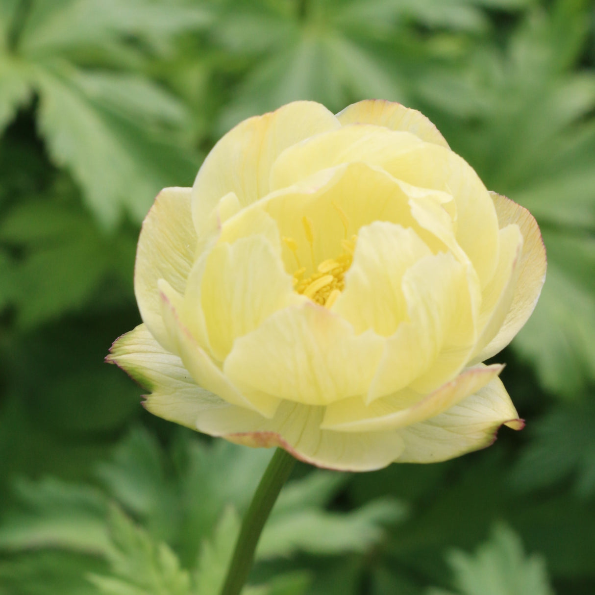 Trollius New Moon