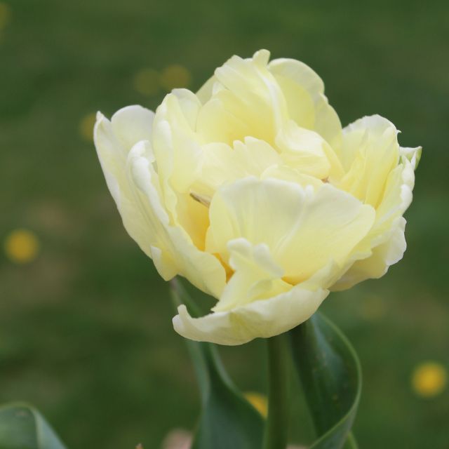 Tulip Avant Garde