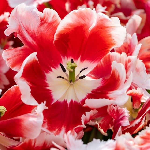 Tulip Dee Jay Parrot