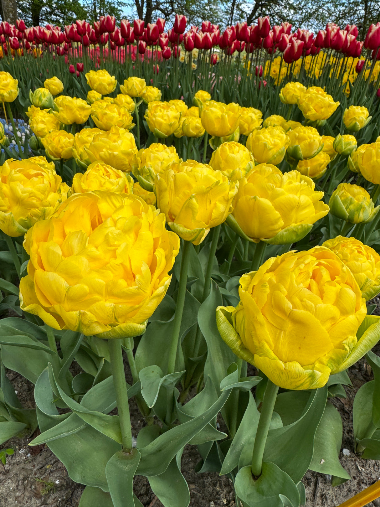 Tulip Golden Jewel