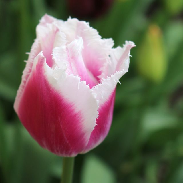 Tulip Hawaii