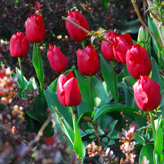 Value Red Tulips