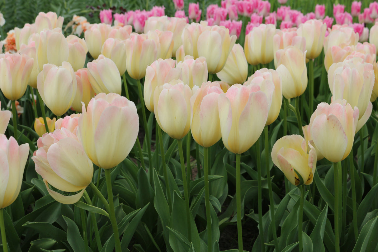 Tulip Jade Maiden