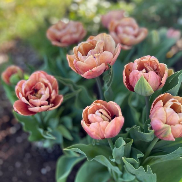 Tulip La Belle Epoque