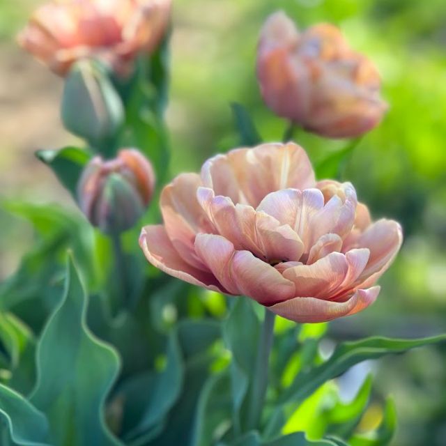 Tulip La Belle Epoque