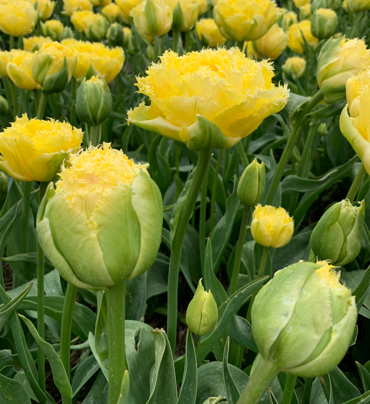 Tulip Lemon Shoot
