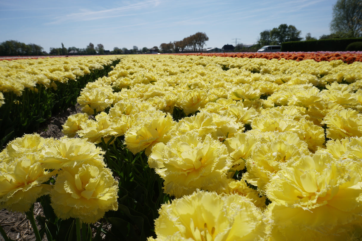 Tulip Lemon Shoot