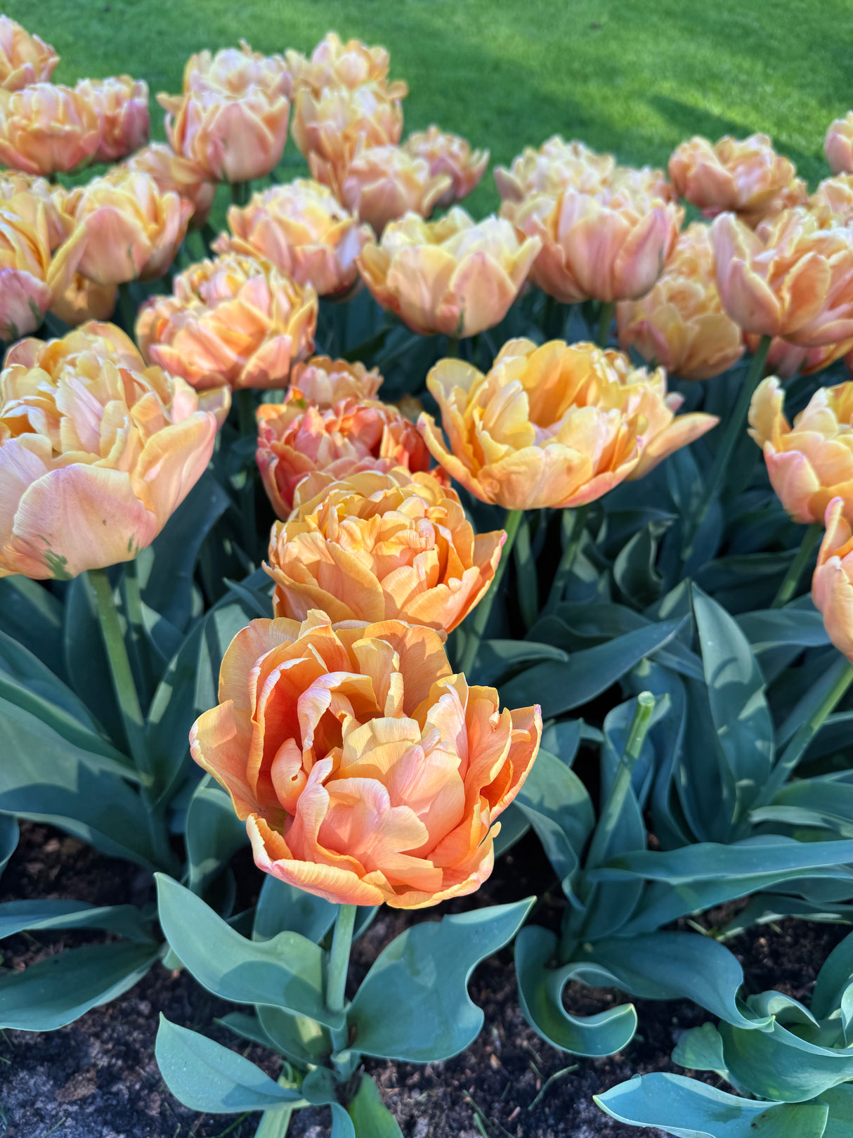 Tulip Lorenzo