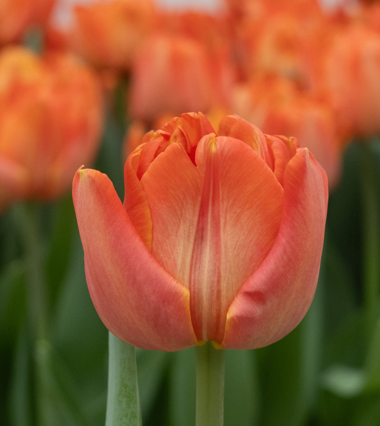 Tulip Lorenzo