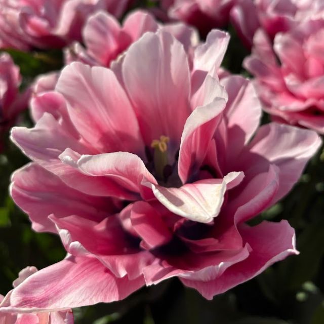 Tulip Love Whisper