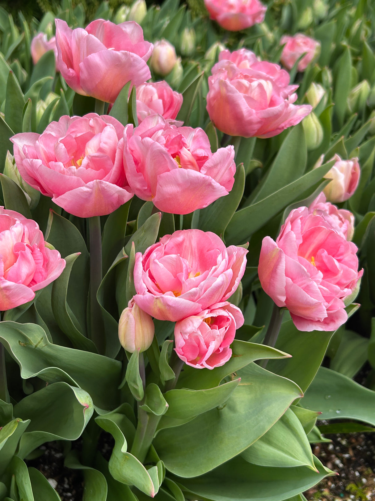 Tulip Mariage