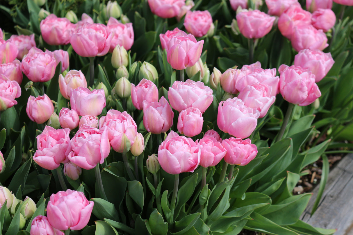 Tulip Mariage