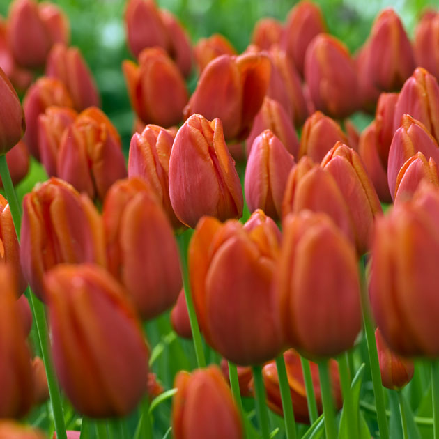 Value Orange Tulips