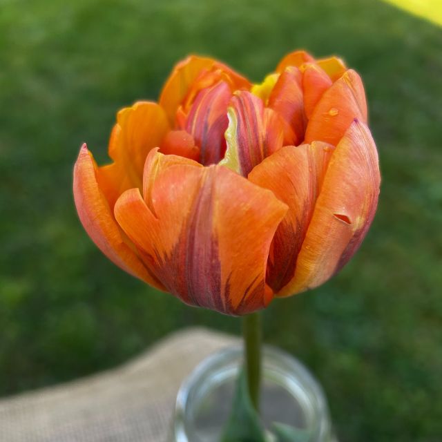 Tulip Orange Princess