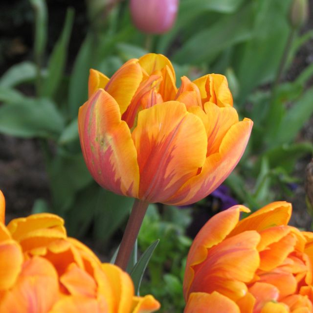 Tulip Orange Princess