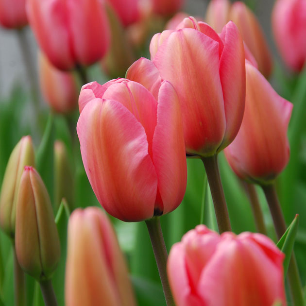 Tulip Pink Impression