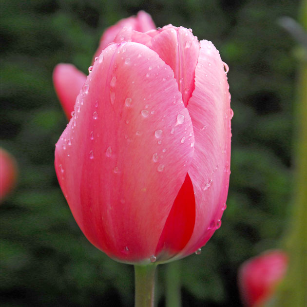 Tulip Pink Impression