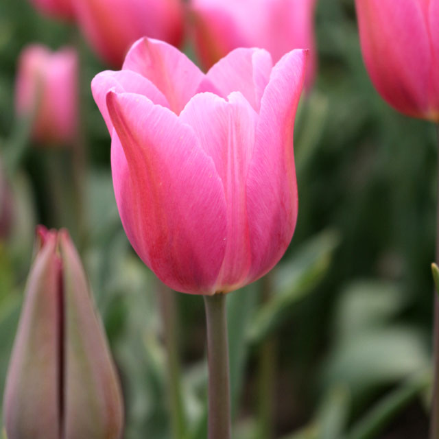 Value Pink Tulips