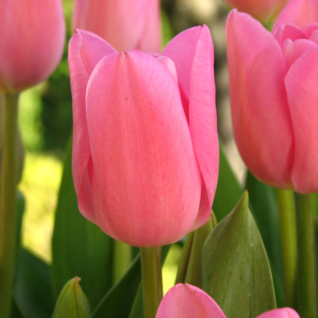 Value Pink Tulips