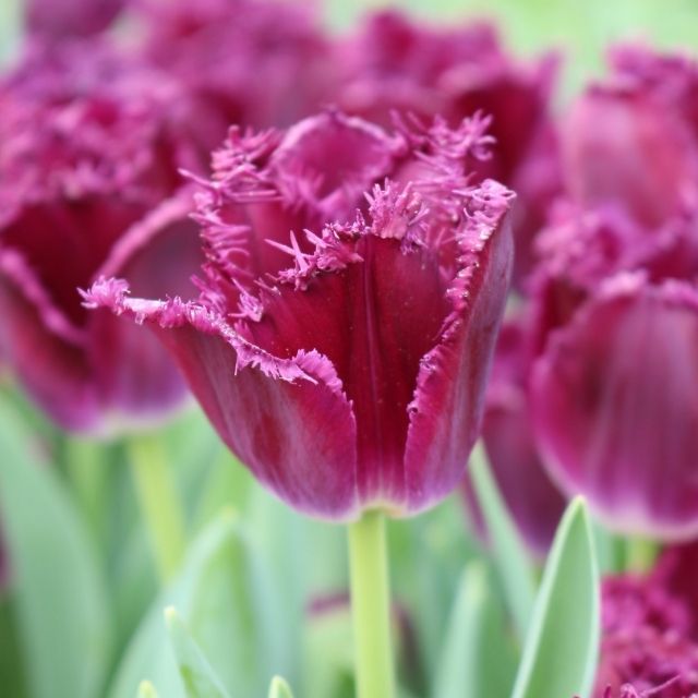 Tulip Purple Crystal