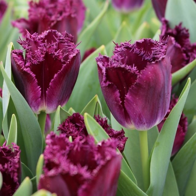 Tulip Purple Crystal