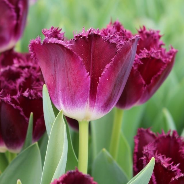 Tulip Purple Crystal