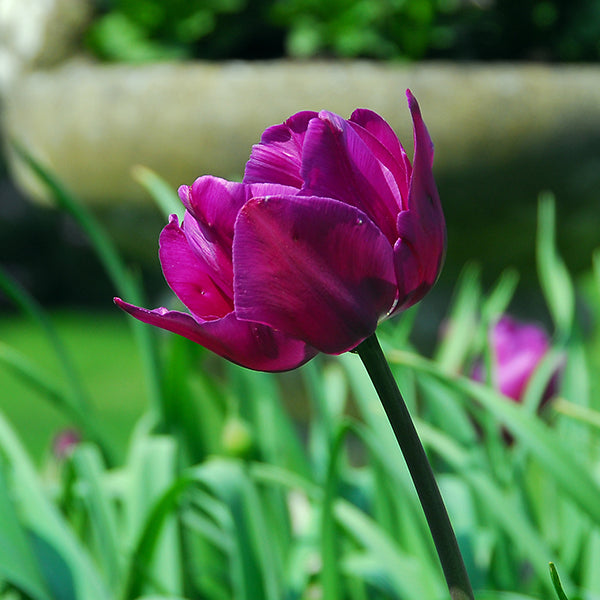 Value Purple Tulips