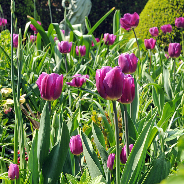 Value Purple Tulips