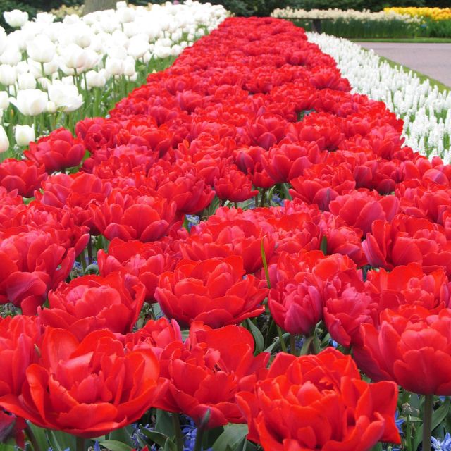 Tulip Red Princess