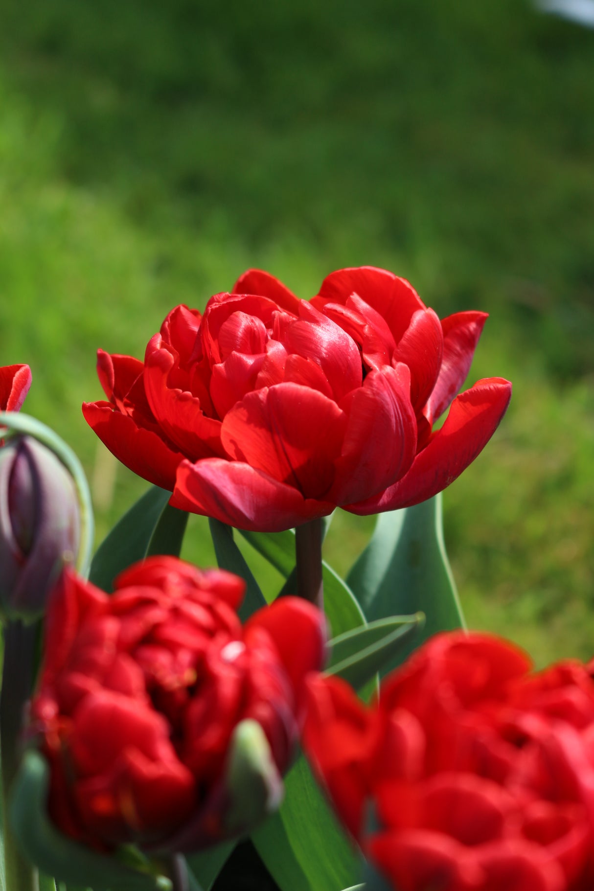 Tulip Red Princess